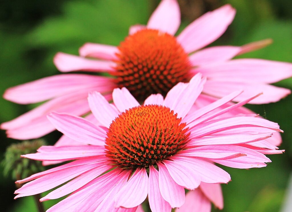 sun hats, hedgehog heads, echinacea-1525407.jpg